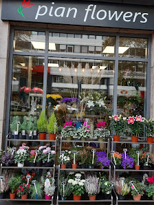 blumen pian flowers