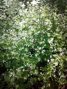 Fährenkemper Gartenbau