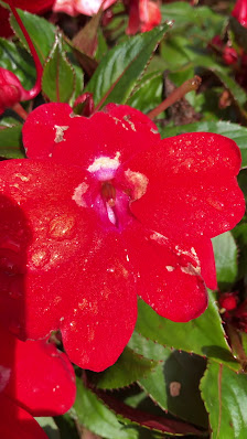 Dehner Garten-Center