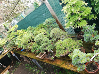 Anbieter von Bonsai-Pflanzen in Ehrenfeld