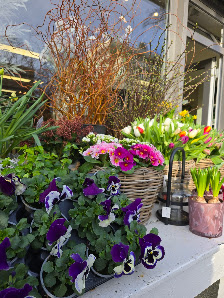 Blumen Kleeblatt