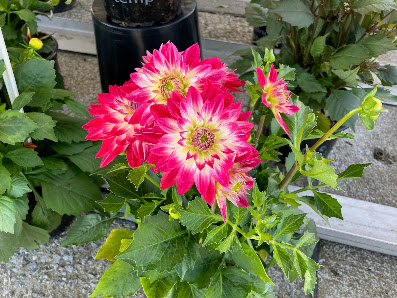 Blumenhof Menden