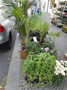Blumen und Pflanzen