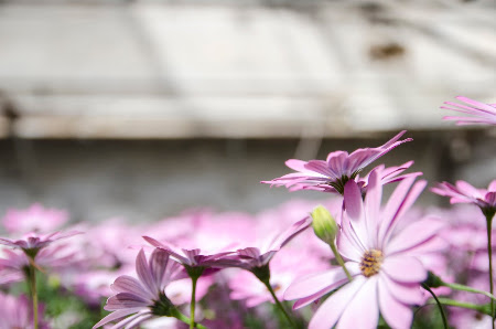 Blumen Pusch Inh. Dirk Hahn