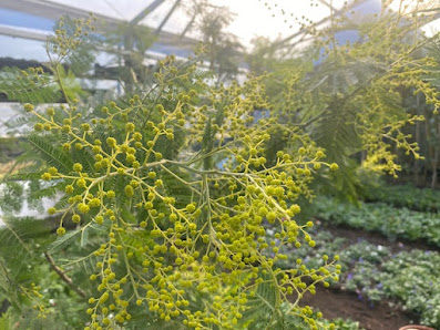 Gärtnerei und Blumenbinderei August Brunnberg