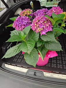 Blumen Klemke