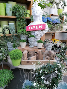 Blumen Schäpsmeier