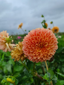 Blumen Selbst Schneiden