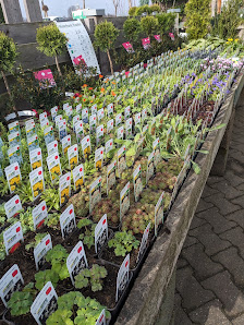 Blumen Forscheln