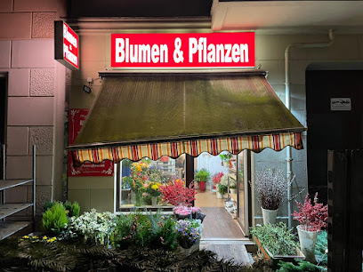 Blumen & Pflanzen