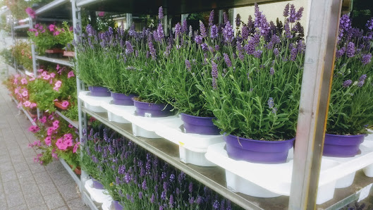 Blumen GEKA GmbH