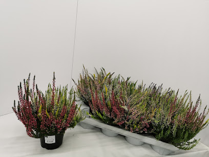 Gartenbau Kielau GbR