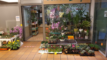 VAN ANH BLUMEN & PFLANZEN