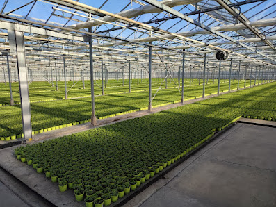 Günter & Susanne van Soest Gartenbau / Großhandel