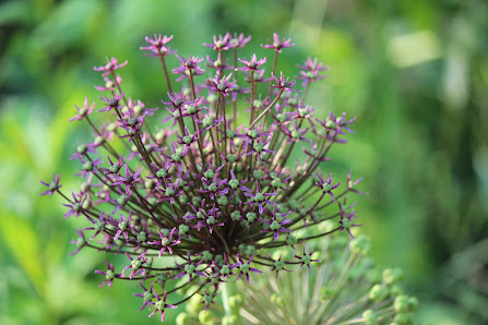 GARTENLANDSCHAFTEN