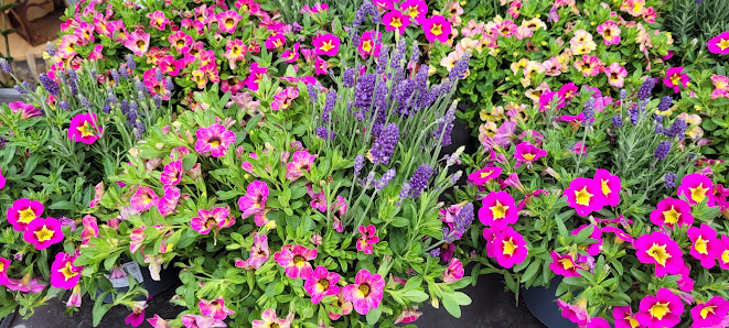 Sandras Blumenwelt