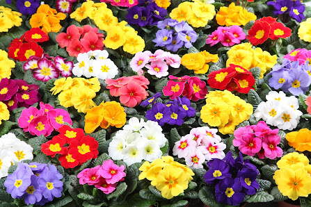 jansenflowers