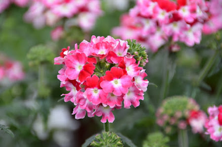 jansenflowers