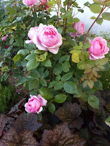 Blumen Jungnickel