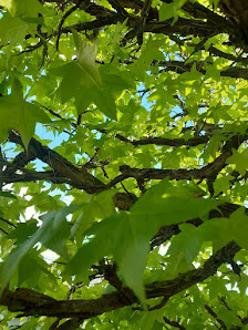 Peter Stracke Garten