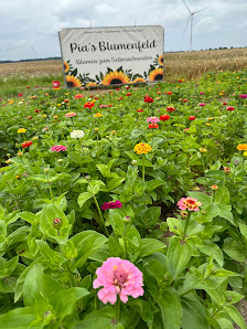 Pia‘s Blumenfeld