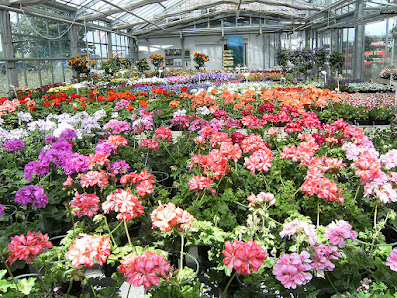 Blumen Regenold Bühl, Gärtnerei