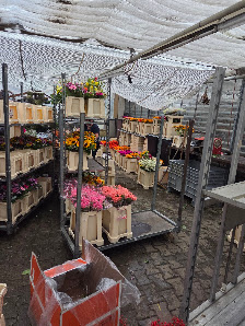 BLUMEN JENNER