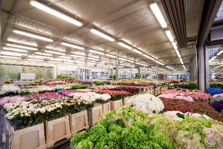 KURZ blumen Cash & Carry