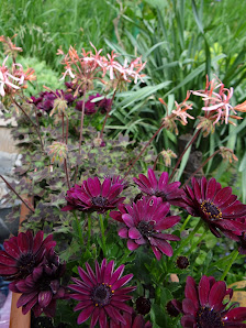 Dieter Bache Blumen Bache