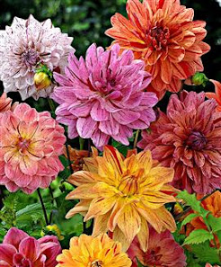 Blumen im Wiesental