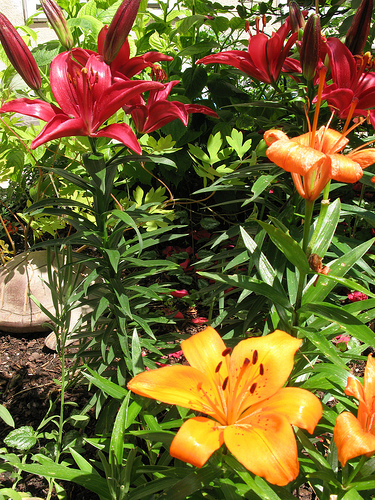 Blumenlieferant