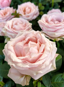 Renner Blumen