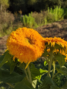 Blumen-Gärtnerei Müller