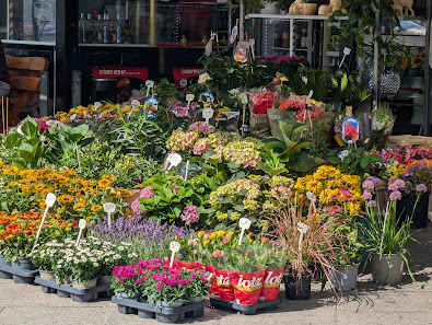 Blumen und Pflanzen
