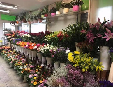 Blumen und Pflanzen
