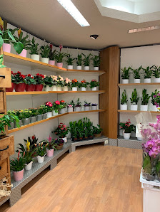 Blumen Melody