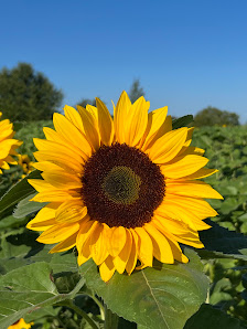 Blumen selbst schneiden