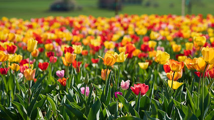 Blumenmarkt