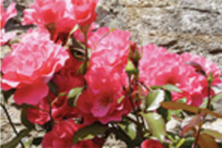 Gartengestaltung und Landschaftsbau Lefevre