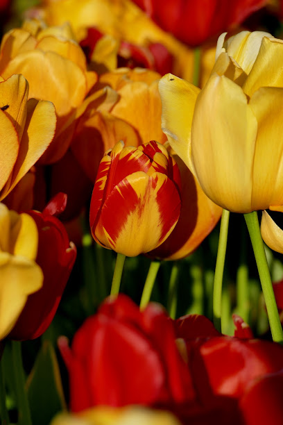 Blumen von Kathi