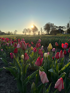 Blumen von Kathi