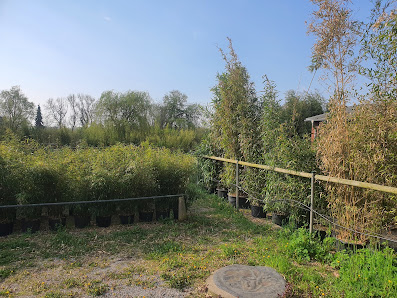 Reinhard Krewerth Gartenbaubetrieb-Bambus Zucht + Vertrieb