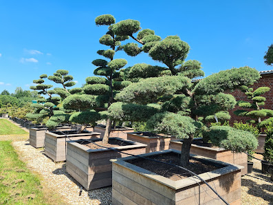 Gartengestaltung Robert, Gartenbonsai - Niwaki