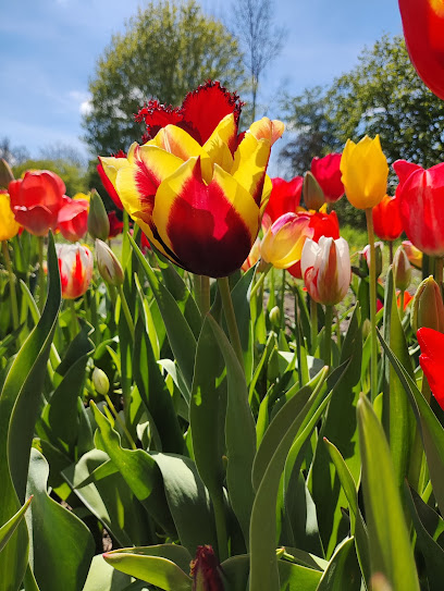 Blumen Selbstpflücke