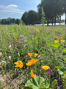Adelheids Blumen zum Selberschneiden