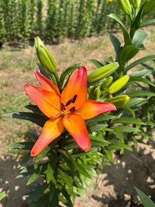 Adelheids Blumen zum Selberschneiden