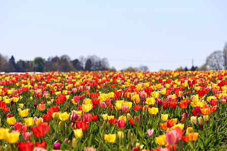 Beckmanns Blumen