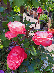Im Grünen Glück - St. Schniedermeier - Garten und Pflanzen Center