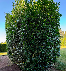 Petersen Gartenpflege & Hausmeisterservice
