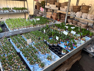 Blumenshop Nigel